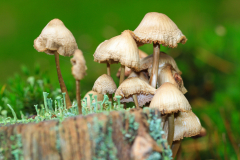 Hengelo, de Wildernis